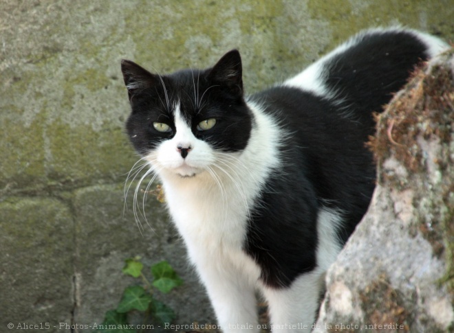 Photo de Chat domestique