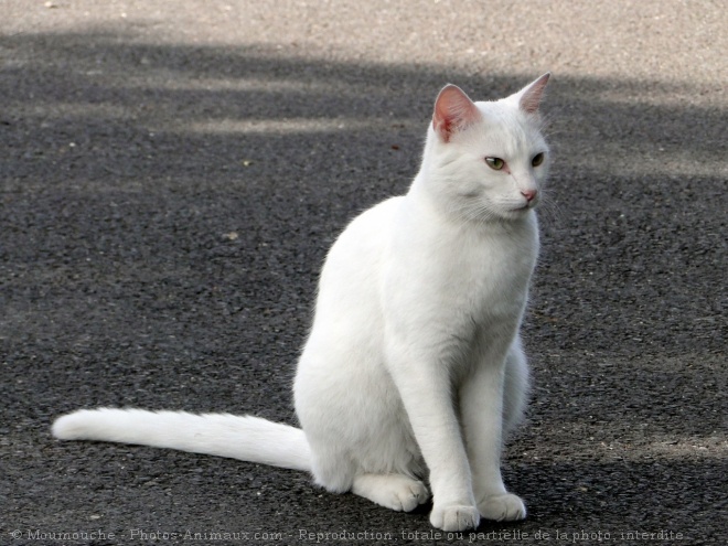 Photo de Chat domestique