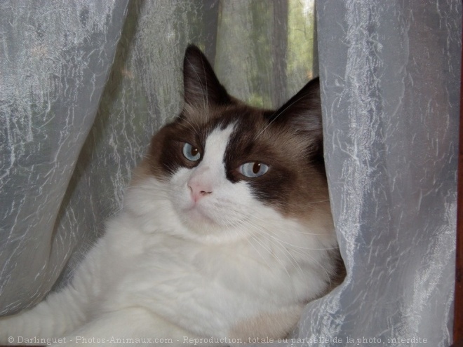 Photo de Ragdoll