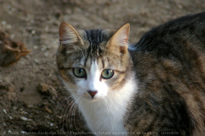 Photo de Chat domestique