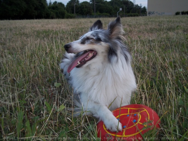 Photo de Chien de berger des shetland