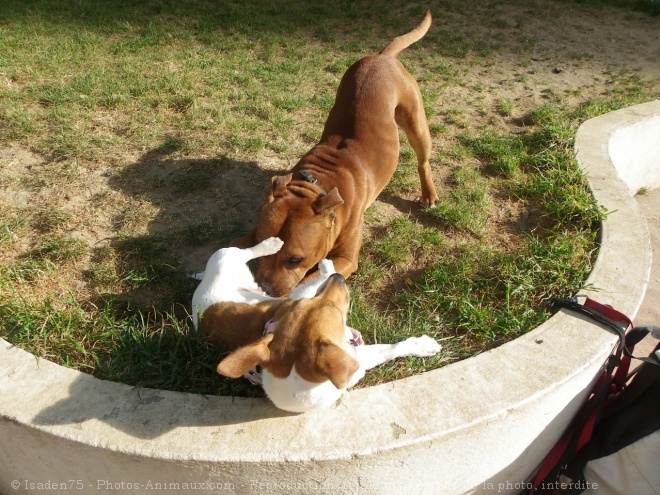 Photo de Races diffrentes