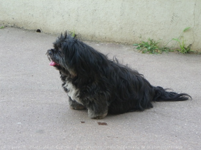 Photo de Lhassa apso