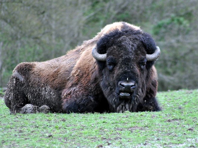 Photo de Bison