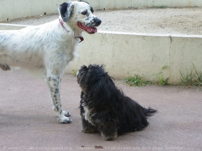 Photo de Races diffrentes