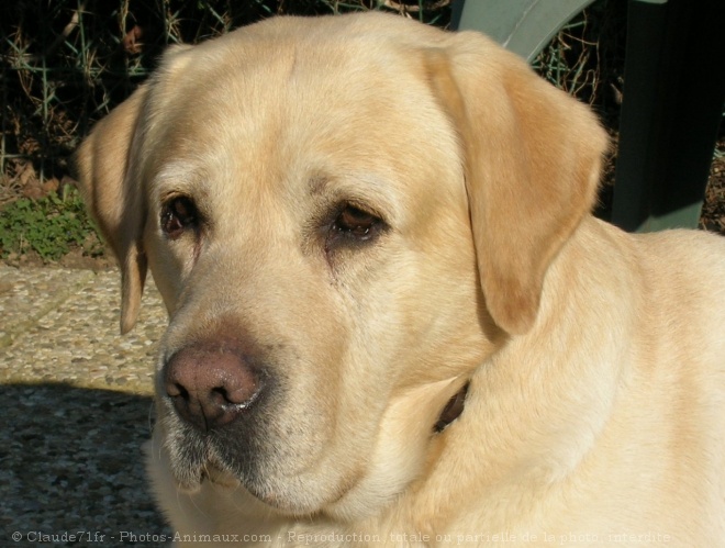 Photo de Labrador retriever