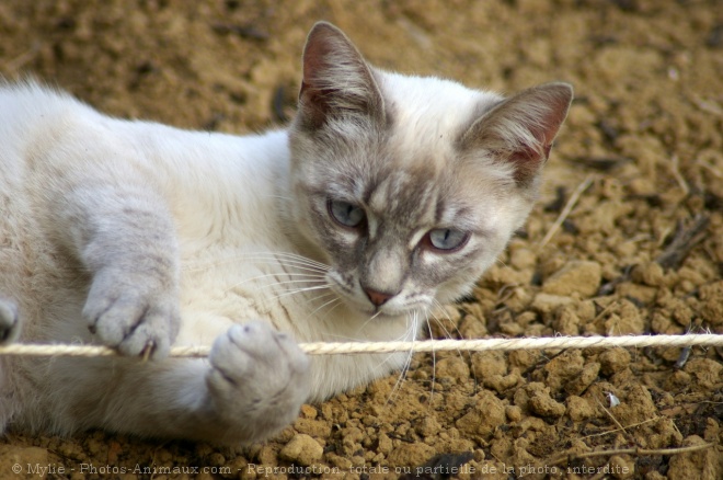 Photo de Chat domestique