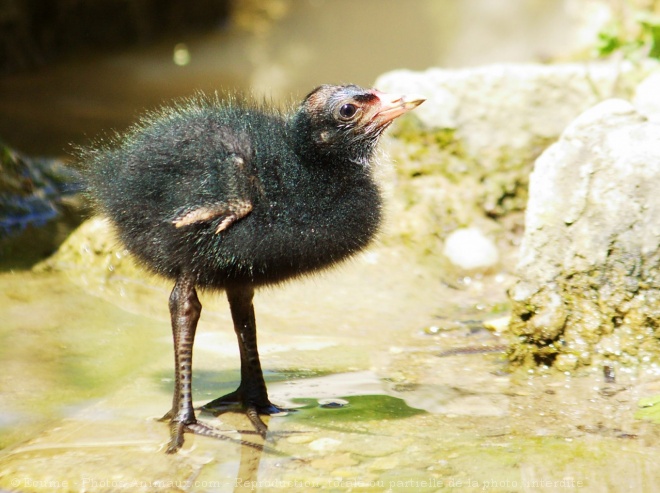 Photo de Poule d'eau