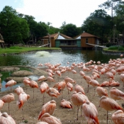 Photo de Flamand rose