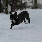 Photo de Bouledogue franais