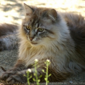 Photo de Chat domestique