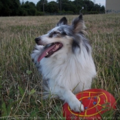 Photo de Chien de berger des shetland