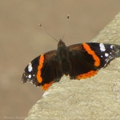 Photo de Papillon