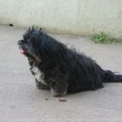 Photo de Lhassa apso