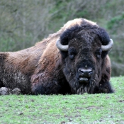 Photo de Bison