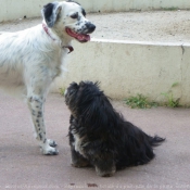 Photo de Races diffrentes