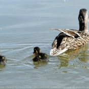 Photo de Canard colvert