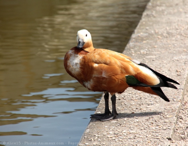 Photo de Canard tadorne casarca