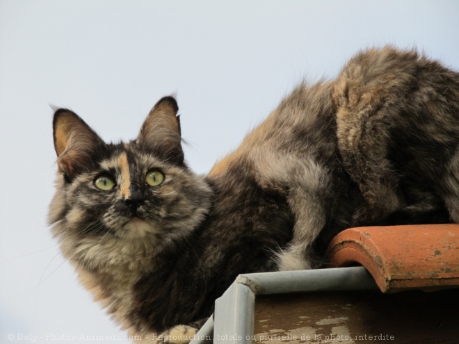 Photo d'Angora turc