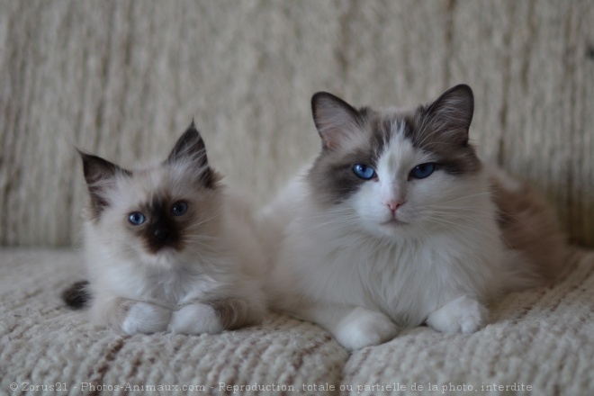 Photo de Ragdoll