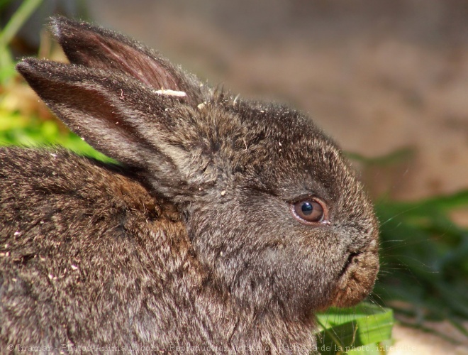 Photo de Lapin