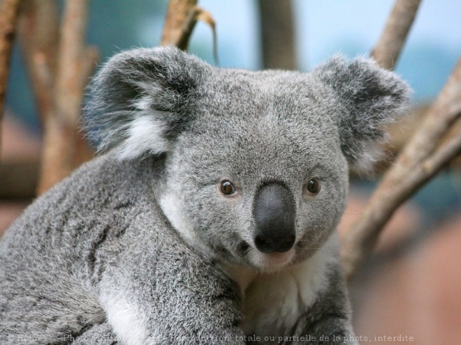 Photo de Koala