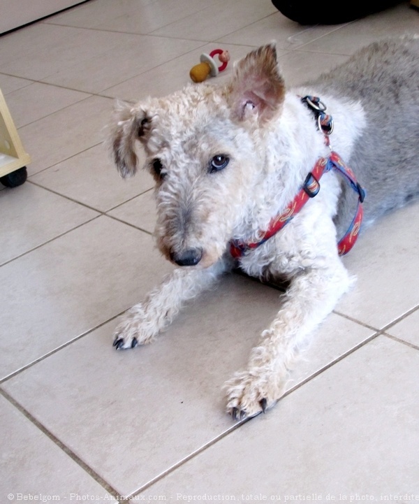 Photo de Fox terrier  poil dur