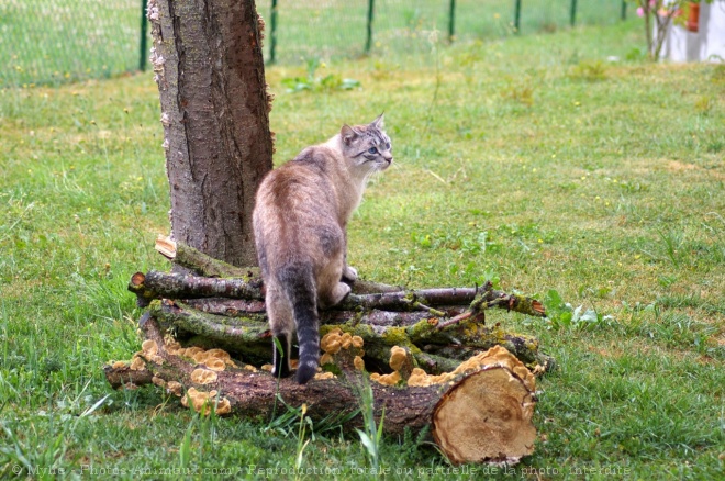 Photo de Chat domestique