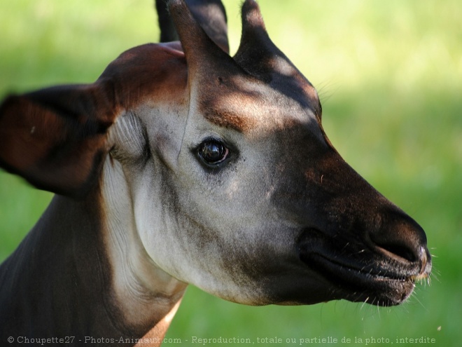 Photo d'Okapi