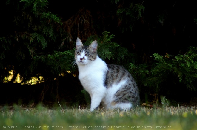 Photo de Chat domestique