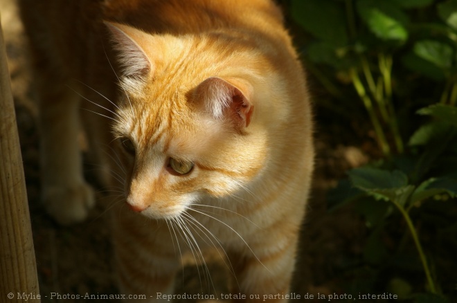 Photo de Chat domestique