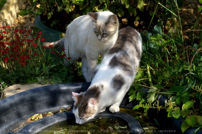 Photo de Chat domestique