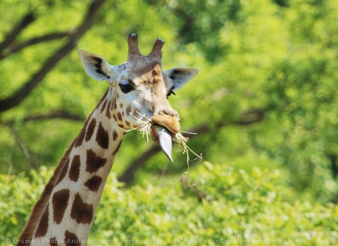 Photo de Girafe