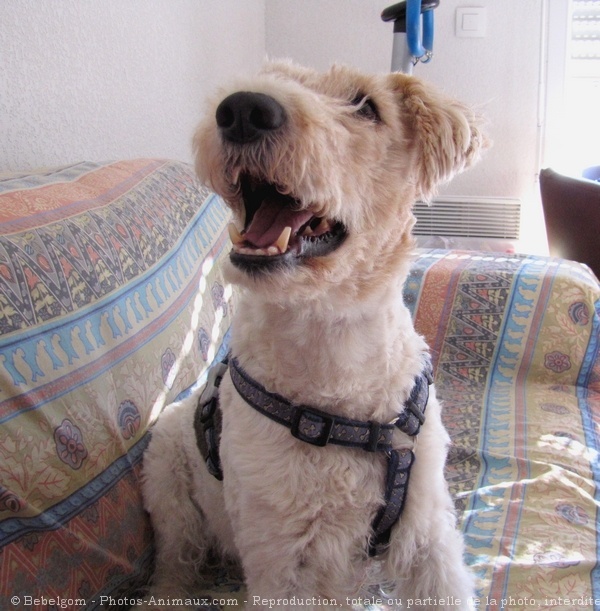 Photo de Fox terrier  poil dur