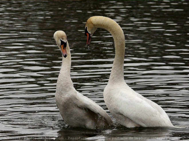 Photo de Cygne