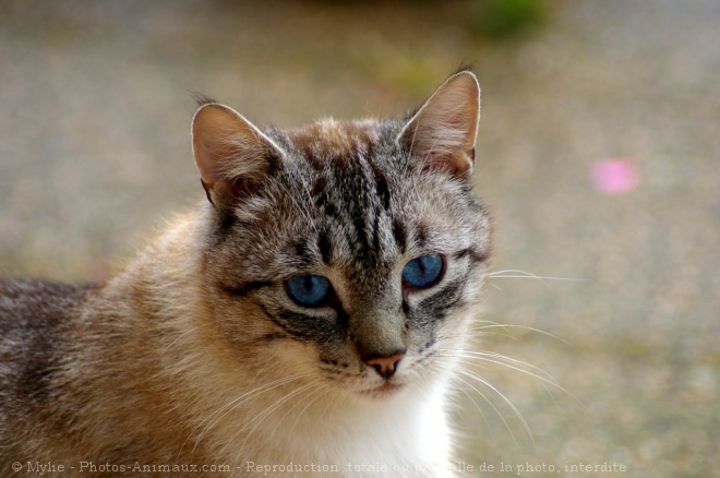 Photo de Chat domestique