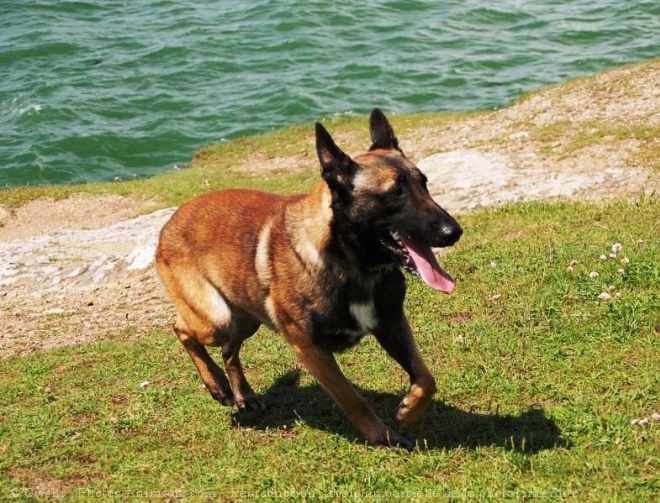 Photo de Berger belge malinois