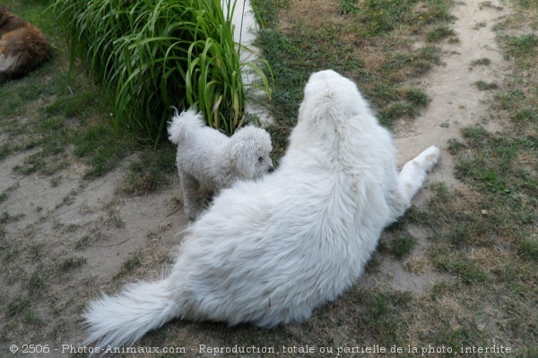 Photo de Bichon  poil fris