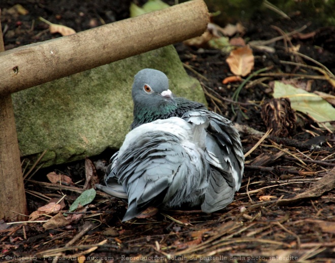 Photo de Pigeon