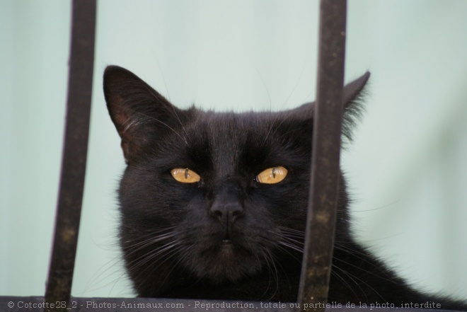 Photo de Chat domestique