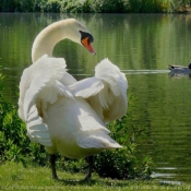 Photo de Cygne