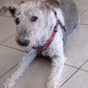 Photo de Fox terrier  poil dur