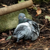 Photo de Pigeon