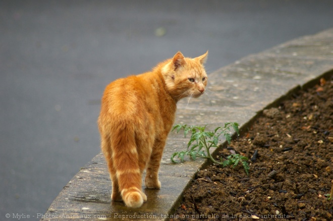 Photo de Chat domestique