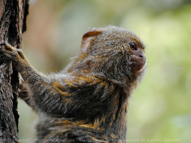 Photo de Singe - ouistiti pygme