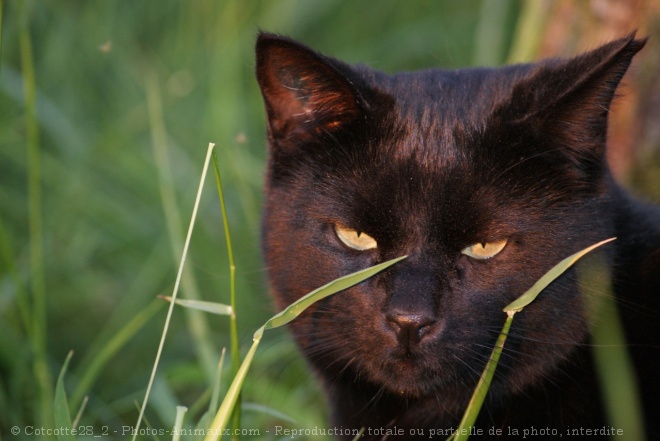 Photo de Chat domestique