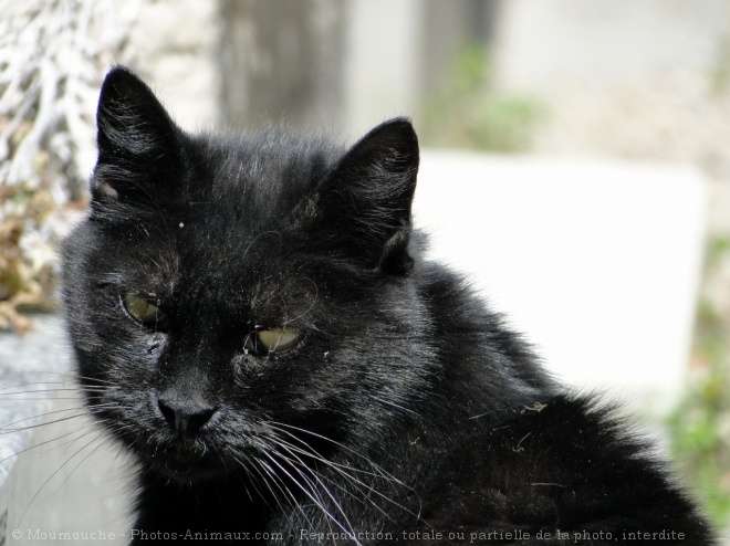 Photo de Chat domestique