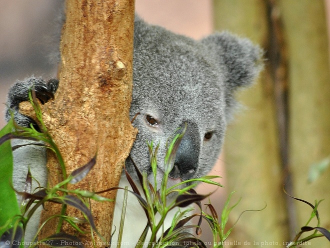 Photo de Koala