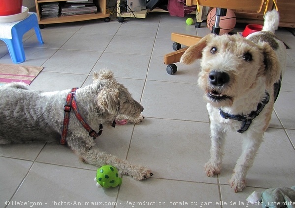 Photo de Fox terrier  poil dur