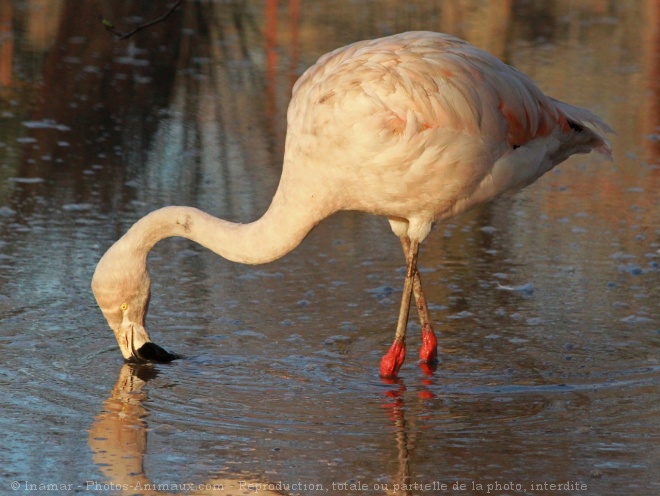 Photo de Flamand rose